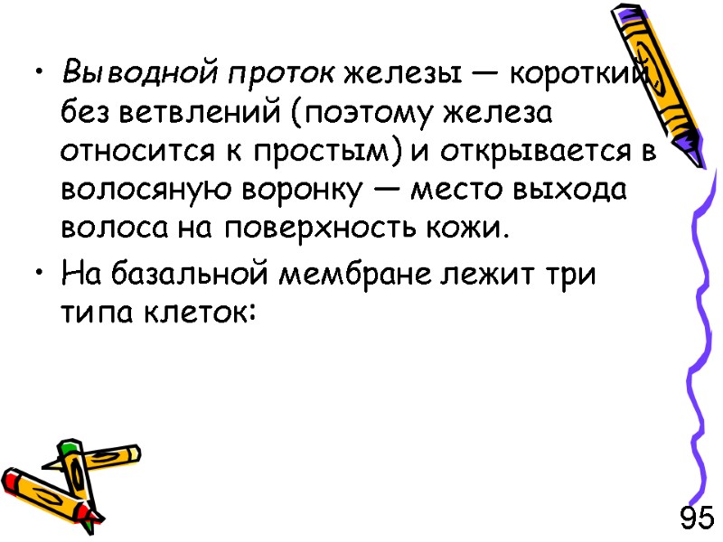 Выводной проток железы — короткий, без ветвлений (поэтому железа относится к простым) и открывается
